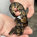 Python regius 'Normal Ball Python' Male #1